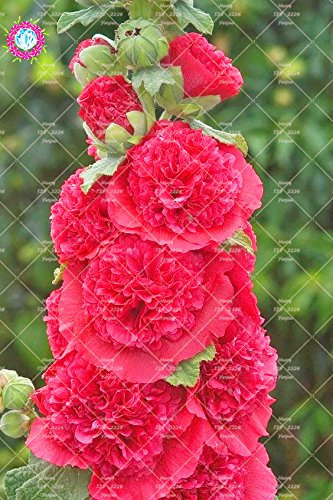 100Pcs Malve Seeds (Alcea rosea ‚Nigra‘) im Freien Schöne Blumensamen Staude für Garten-Ausgangs Beautifying Dekoration