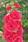 100Pcs Malve Seeds (Alcea rosea ‚Nigra‘) im Freien Schöne Blumensamen Staude für Garten-Ausgangs Beautifying Dekoration