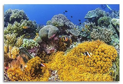 YIBIN Sea Life Poster, rundes Korallenposter, dekoratives Gemälde, Leinwand, Wandposter und Kunstdruck, modernes Familienschlafzimmer-Dekor-Poster, 20 x 30 cm