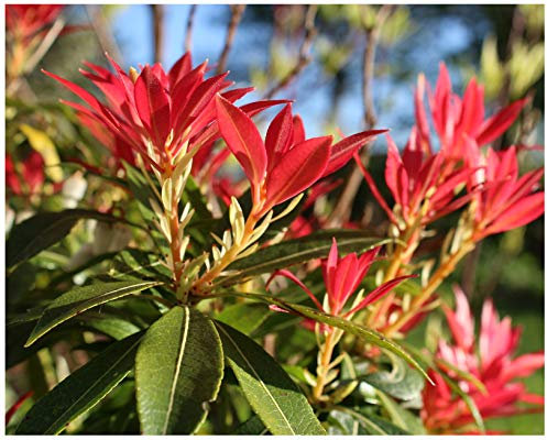 GrowOn Shrubs Pieris Japonica 'Forest Flame' | Evergreen Shrub | Outdoor Garden Ready Plant | Spring Flowering | White Flowers