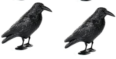 Taubenschreck 2 STÜCK schwarzer Rabe Kunststoff mit Stab & Füßen Taubenabwehr