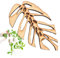 demaxiyad Kletterpflanzen Wandclips - Rankhalter In Monstera-Form | rutschfeste Wetterfeste Rankenhalter Für Innen Außen Hochzeit Blumendekoration Hintergrund