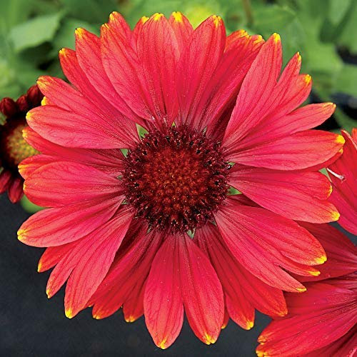 300x Gaillardia aristataBlanket Flower Semi