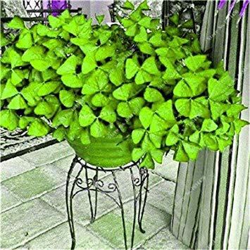 Potseed . 100 Stück seltene exotische Regenbogen Oxalis Holz Sorrel Blumen, Oxalis Lila Kleeblatt-Klee Perennial Blumen im Freien Hausgarten: 7