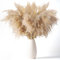 KAOHONG 60cm Fluffy Tall Pampas Grass Large and Bunny Tails Bouquet for Wedding and Boho Home Décor 50 Pcs, 255/