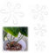 Lsydgn 16 Unidades De Soporte para Plantas, 4 Tamaños De Clips De Fijación De Plantas De Copo De Nieve Acrílico, Estacas De Madera para Plantas Trepadoras, Monsteras y Musgos