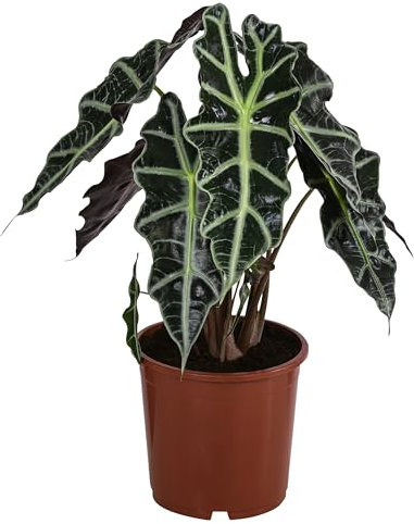 Dehner Pfeilblatt Polly, Alocasia amazonica, markante Äderung, 40-50 cm inkl. Pflanztopf, Ø Topf 17 cm, Zimmerpflanze