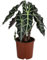 Dehner Pfeilblatt Polly, Alocasia amazonica, markante Äderung, 40-50 cm inkl. Pflanztopf, Ø Topf 17 cm, Zimmerpflanze