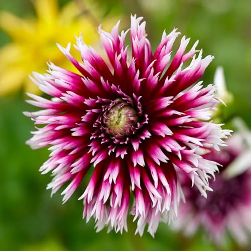 Bulbes (racines tubéreuses) de DAHLIA | Bulbes provenant des meilleurs producteurs néerlandais | Sélection et contrôle | Floraison garantie. (2 Dahlia Fimbriata Alauna Clair-Obscur)