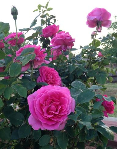 GARTHWAITE NURSERIES® : - Potted 2 Litre Hybrid Tea Rose Pink Peace Perennial Plant