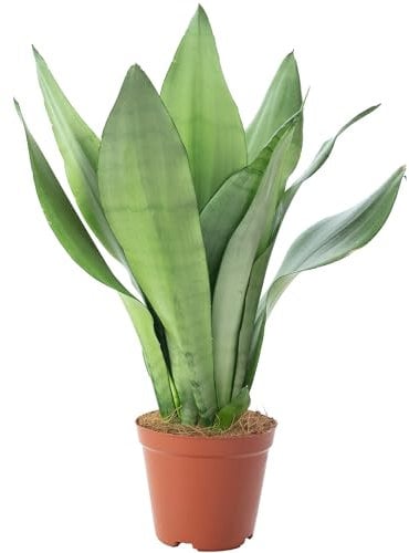 Bogenhanf - Sansevieria trifasciata 'Moonshine' - Höhe ca. 35 cm, Topf-Ø 12 cm