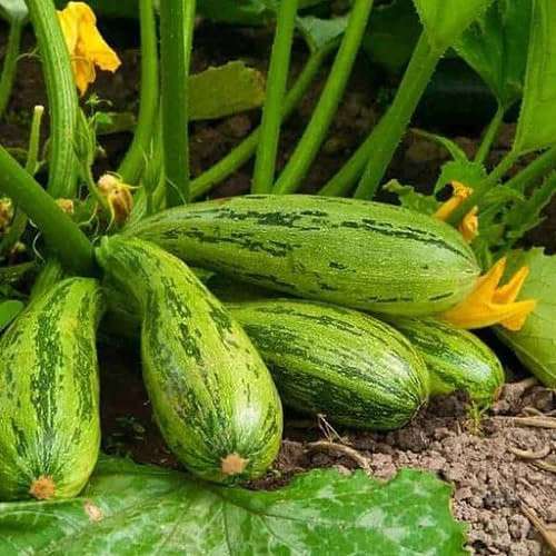 70pcs Fresh Zucchini Vegetable Seeds