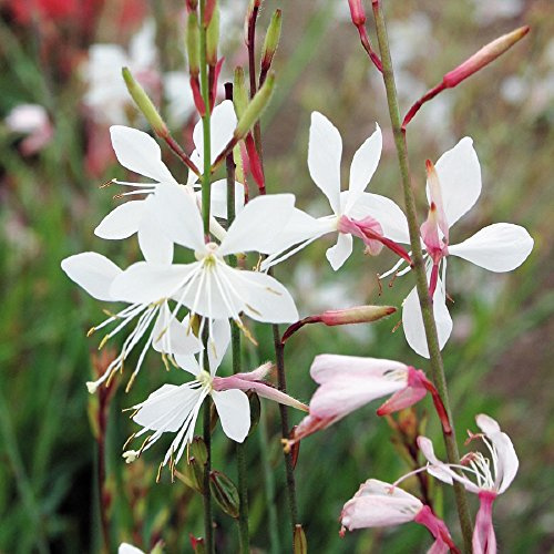 Sparkle Bianco Gaura - 25 Semi