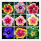 Samen Markt Seltene 20 Riesen Hibiskus Blumensamen aussehen Hardy gut das ganze Jahr über Garten DIY Hausgarten Blumentopf oder Pflanzen Hof