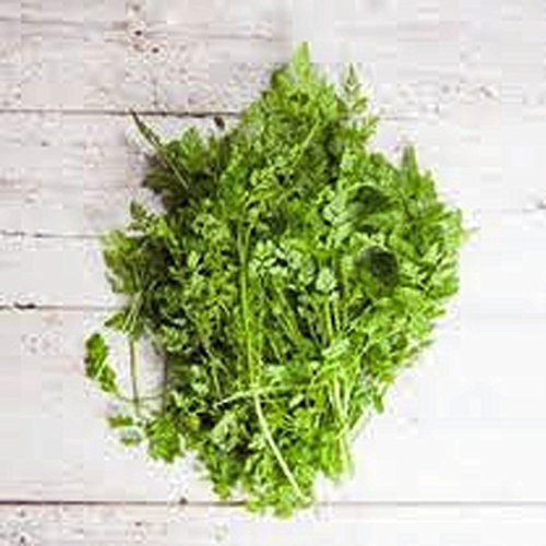 Chervil Seeds, Herb, 25+ Seeds, Non GMO, Use The herb Fresh to Flavor vinaigrettes.