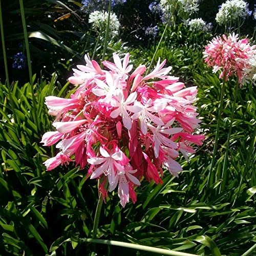 Semi AGAPANTHUS Giglio no Rosa