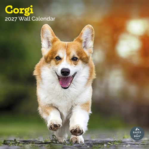 Baker and Bray Corgi Kalender 2027, großer quadratischer Wandkalender 16 Monate, Corgi Geschenk Hundekalender