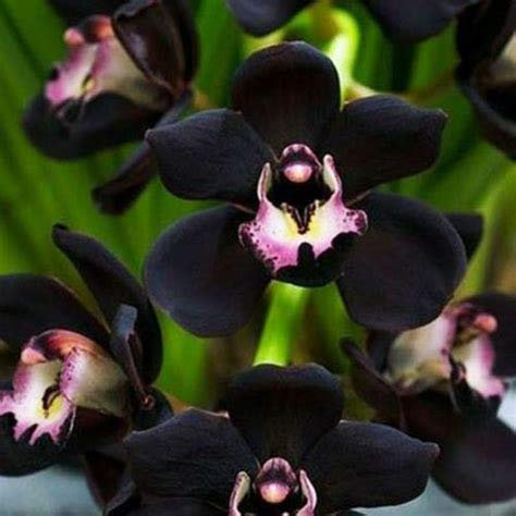 Genipap 50 semi di orchidea nera