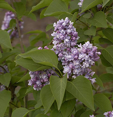 Edelflieder Katharine Havemeyer 30-40cm - Syringa vulgaris