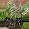 Salix Caprea Pendula 'Kilmarnock' Baum | Trauerweiden für kleine Gärten