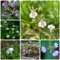200 Pcs Bodendecker Mazus Reptans Samen - Kräuter Samen Mehrjährig, Hochbeet Samen, Blumen Balkon Lippenmäulchen Samen, Kräutersamen, Winterharte Pflanzen Für Garten Küchenkräuter