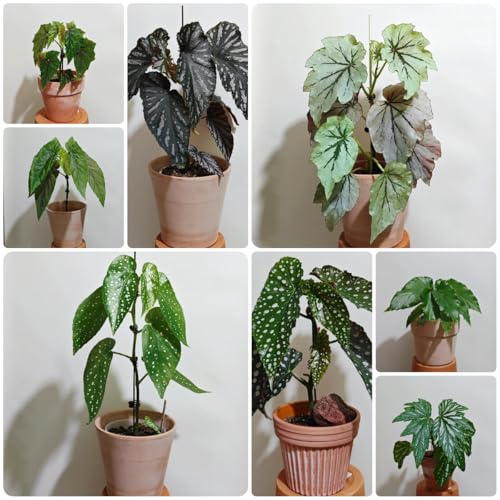 begoniensamen, winterhart bio exotische 300pcs