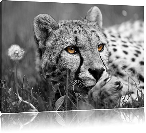 Pixxprint hübscher Gepard im Gras B&W, Größe: 100x70cm, Leinwandbild, fertig gespannt, Wandbild, Dekoration, Kunstdruck, kein Poster