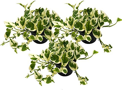 Efeutute, Scindapsus, (Epipremnum aureum) Sorte: N'Joy, weiss buntes Blattwerk, rankend, Ampelpflanze, luftreinigend (3 Pflanzen je im 12cm Topf)