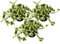 Efeutute, Scindapsus, (Epipremnum aureum) Sorte: N'Joy, weiss buntes Blattwerk, rankend, Ampelpflanze, luftreinigend (3 Pflanzen je im 12cm Topf)