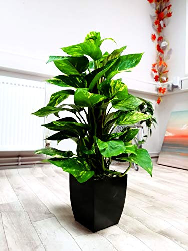 Easy Plants® Devils Ivy House Plant Golden Pothos Edera Arum Pianta da pavimento in vaso quadrato Milano nero lucido e bianco Spa ghiaia Top medicazione