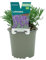 Verdecora Lavanda en maceta Ø11cm | Lavandula spp. | Planta de Interior y Exterior | Flores Aromáticas y Calmantes | Ideal para Jardinería y Decoración