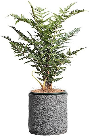 Plantas Artificiales en macetas Suelos en macetas de helechos Artificiales Plantas Verdes Falsas en Maceta de Granito Gris, inauguración de la casa para Decoraciones de centros