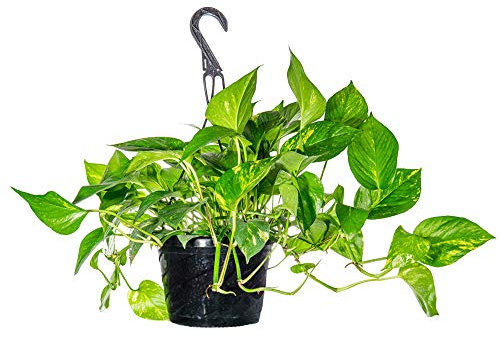 Perfect Plants Golden Pothos | Epipremnum aureum Devil's Ivy, Easy Care Houseplant Perfect for Low to Moderate Light, 10 in. Hanging Basket, Air Purifying