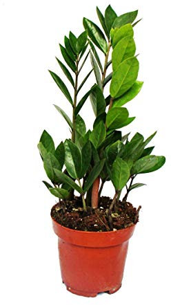 Exotenherz - Palmier Zamio - Zamioculcas zamiifolia - 1 plante - Facile d'entretien - Purifiant l'air - Pot de 12 cm