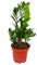 Exotenherz - Palmier Zamio - Zamioculcas zamiifolia - 1 plante - Facile d'entretien - Purifiant l'air - Pot de 12 cm