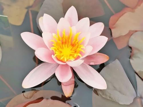Seerose Himmel-Rosa | im 11er Topf | winterhart | Teichpflanze | Gartenteich | Nymphaea | Wasserpflanze | Unterwasserpflanze |