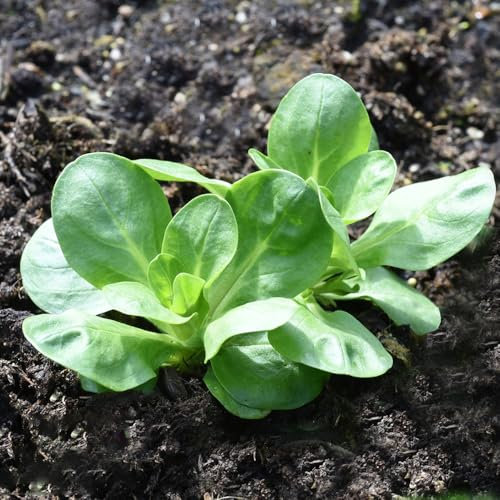 100 pz semi di valerianella bio - semi di ortaggi biologici, semi di bonsai (Valerianella locusta) semi di ortaggi, aiuola rialzata aiuola per erbe aromatiche, balcone Semi di ortaggi