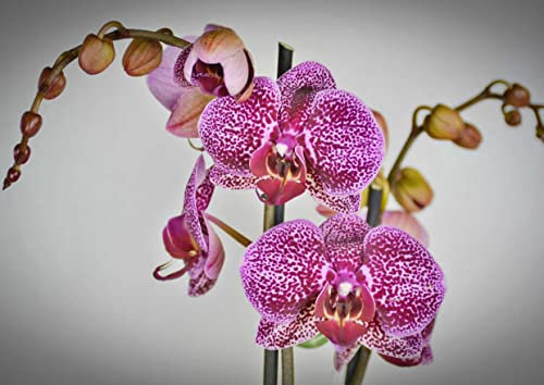 hansepuzzle 27314 - Orchidee Puzzle 260 Teile | Natur Puzzle mit hochwertiger Puzzle Aufbewahrung: Kartonbox und wiederverschließbarem Beutel | Puzzle-Maße: 41 x 28,7 cm