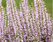 Calluna vulgaris Besenheide Sommerheide Knospenblüher Gardengirls im 11 cm Topf verschiedene Sorten (5, Hilda - violett)