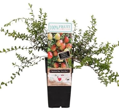 Großfrüchtige Moosbeere Vaccinium macrocarpon Early Black ca. 60 cm - Der Geschmack des Herbstes in Ihrem Garten