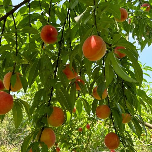 8 pcs peach samen gartenpflanzen winterhart mehrjährig pfirsichbaum winterhart samen samen anzucht winterharte kübelpflanzen winterharte pflanzen für garten säulenobstbäume winterharte