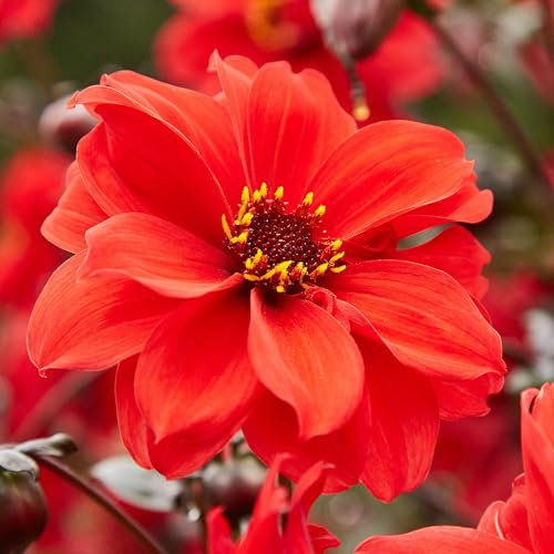 Dahlia Bishop of Llandaff - Eye-Catching Bright Red Semi-Double Garden Flowers Ready to Plant - Flowering Summer Plants Garden Ready for Beds, Borders, and Pots - Dahlia Plants (3 Litre Pot, 20-30cm)