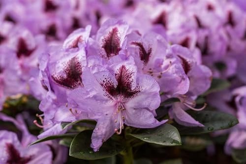 Rhododendron Hybride 'Metallica' 40-50 cm – Winterhart, Immergrün, Mehrjährig – Rhododendron – Zierstrauch für Garten & Kübel