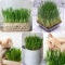 1000 pcs Katzengras Samen Bio pflanztopf kräuterbeet kräuter saatgut indoor kräutergarten, gartengeschenke kräutersamen bienen wiese wildblumensamen zimmerpflanze winterfeste pflanzen