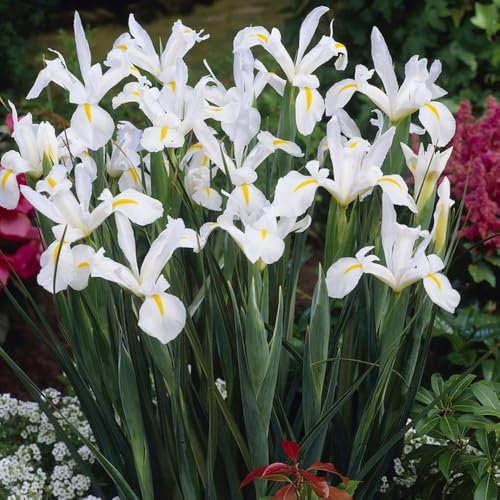 8 x Iris White Van Vliet – Classic Bright White Blooms – Popular Cut Flowers – Summer Flowering Bulbs – Perennials – for Your Beautiful Garden