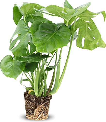 Planta Esqueleto Monstera Planta de Interior Variedad Deliciosa