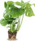 Planta Esqueleto Monstera Planta de Interior Variedad Deliciosa