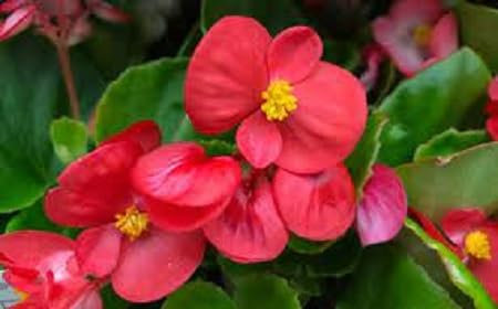 Nouveau frais 80pcs graines de fleurs de bégonia