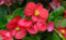 Nouveau frais 80pcs graines de fleurs de bégonia