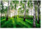 Carta Da Parati Fotografica Foresta Betulle Verde Bosco - Include Colla - Moderna Carta per Pareti Soggiorno Camera Da Letto Sala Fotomurali In Tessuto Non Tessuto TNT (368x254 cm - 4 Strisce)
